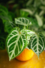 Zdjęcie rosliny doniczkowej Anthurium Crystal Hope, ujęcie 1