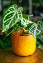 Zdjęcie rosliny doniczkowej Anthurium Crystal Hope, ujęcie 2