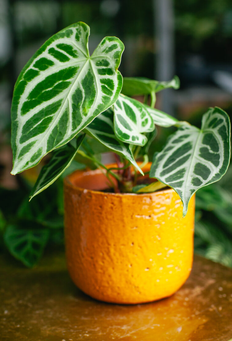 Zdjęcie rosliny doniczkowej Anthurium Crystal Hope, ujęcie 2