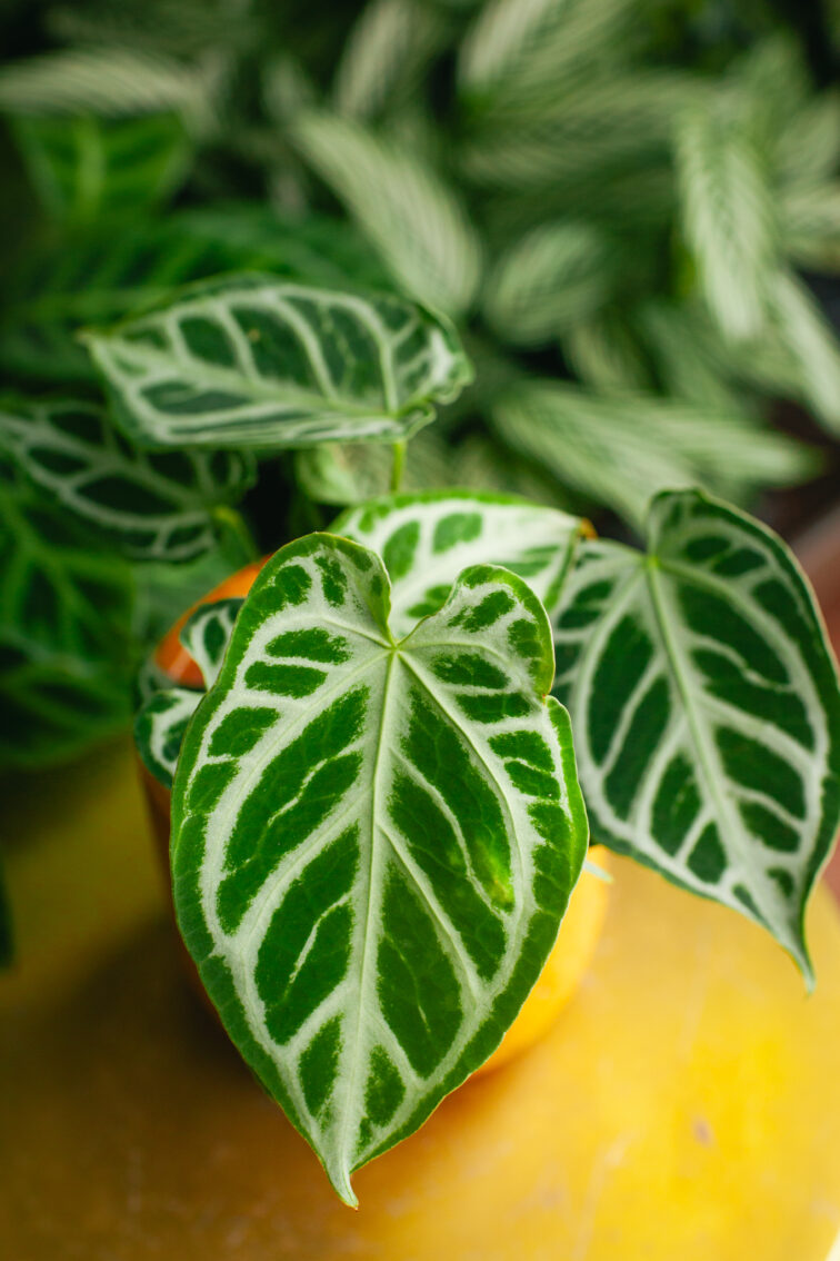 Zdjęcie rosliny doniczkowej Anthurium Crystal Hope, ujęcie 3