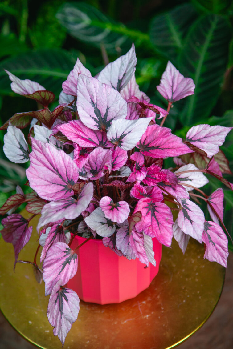 begonia-indian-summer_17x32-1_1729935000.jpg Zdjęcie rosliny doniczkowej Begonia Indian Summer, ujęcie 1
