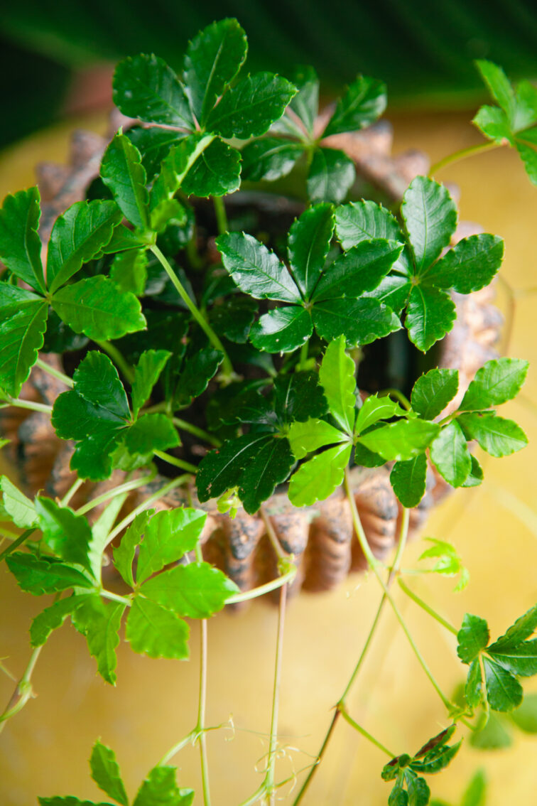 cissus-striata_9x25-1_1729935496.jpg Zdjęcie rosliny doniczkowej Cissus striata, ujęcie 1