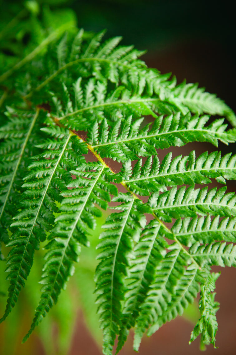 Zdjęcie rosliny doniczkowej Cyathea australis (Pierzastka australijska), ujęcie 2