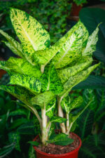 Zdjęcie rosliny doniczkowej Dieffenbachia Cool Tigris, ujęcie 1