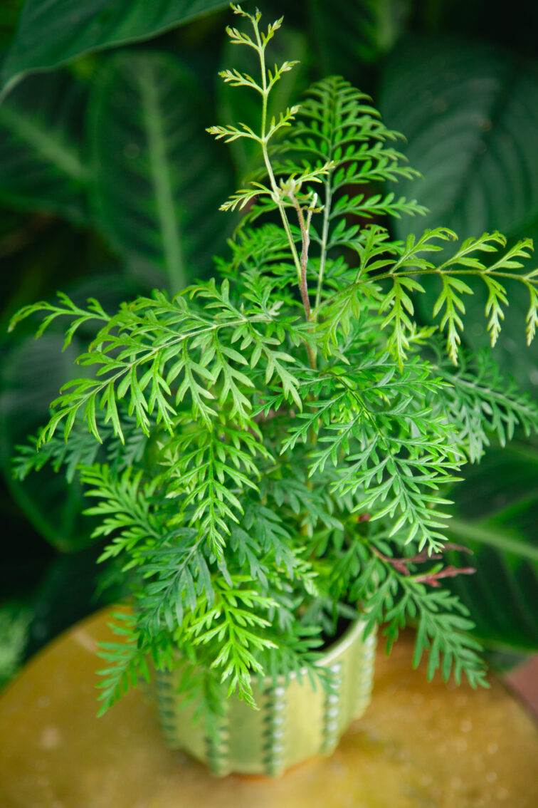 grevillea-robusta-morelips_12x36-1_1729934044.jpg Zdjęcie rosliny doniczkowej Grevillea robusta Morelips, ujęcie 1
