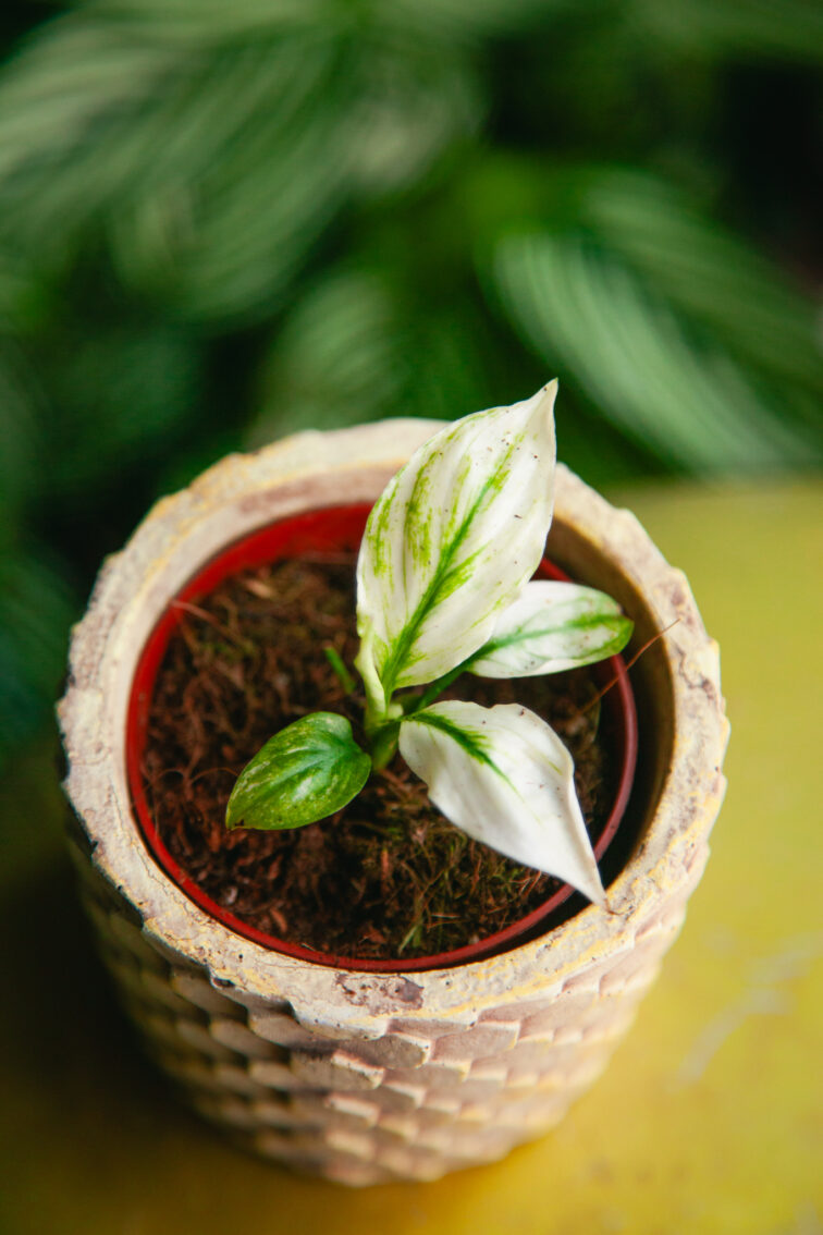 spathiphyllum-sensation-variegata_7x15-1_1729258504.jpg Zdjęcie rosliny doniczkowej Spathiphyllum Sensation variegata, ujęcie 1