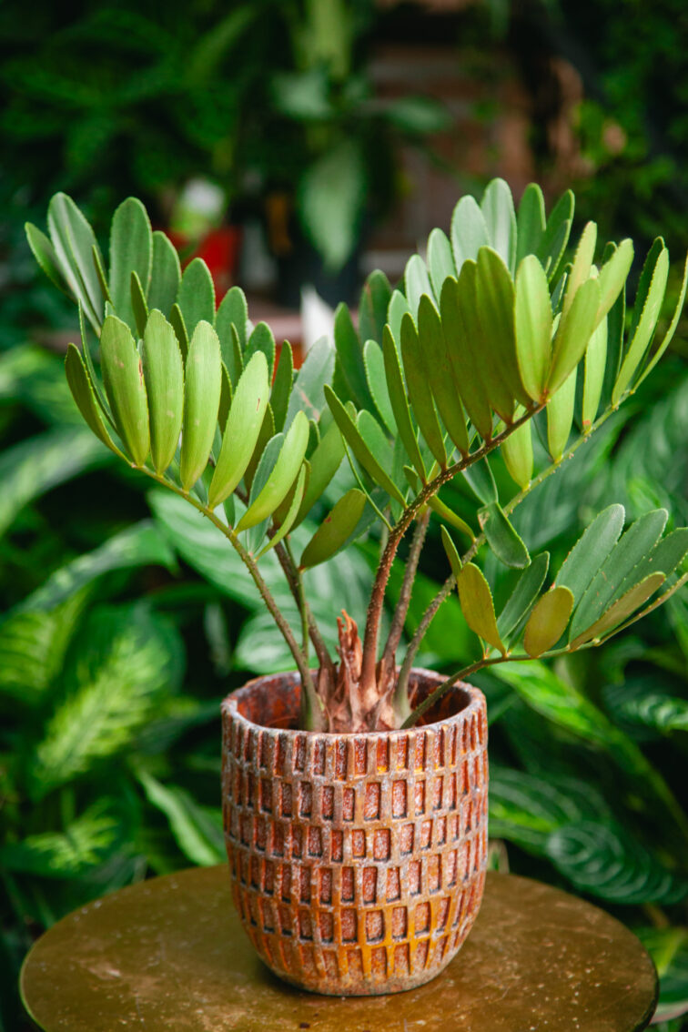 zamia-furfuracea_14x50-1_1727956702.jpg Zdjęcie rosliny doniczkowej zamia-furfuracea (Sagowiec jamajski), ujęcie 1