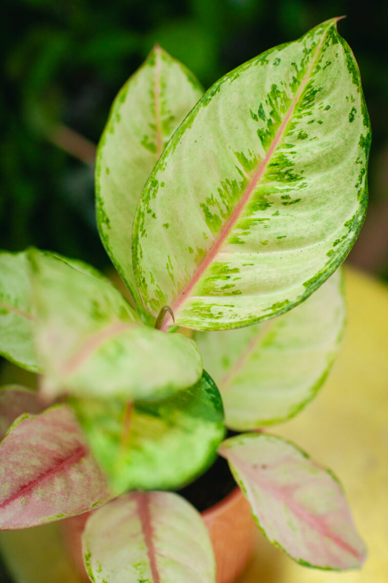 aglaonema-corn-silk_12x30-1_1731749432.jpg Zdjęcie rosliny doniczkowej Aglaonema Corn Silk, ujęcie 1
