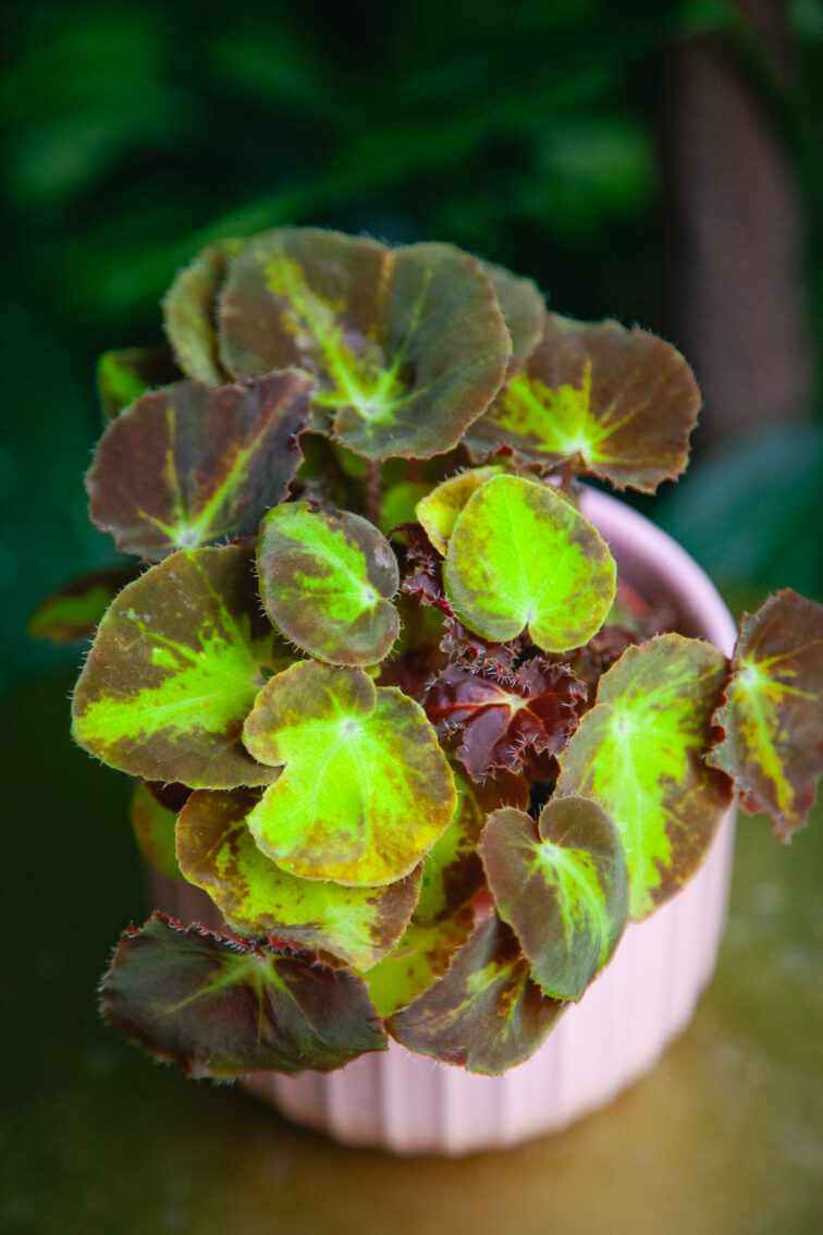 begonia-magic-colours-montuno_9x15-1_1731750332.jpg Zdjęcie rosliny doniczkowej Begonia Magic Colours Montuno, ujęcie 1