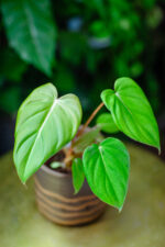 Zdjęcie rosliny doniczkowej Philodendron Mc Dowell, ujęcie 1