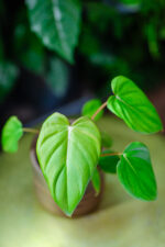 Zdjęcie rosliny doniczkowej Philodendron Mc Dowell, ujęcie 2