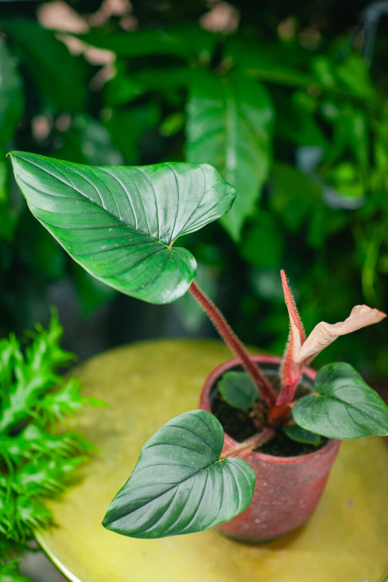 philodendron-squamiferum-serpens_12x32-1_1731753677.jpg Zdjęcie rosliny doniczkowej Philodendron squamiferum serpens, ujęcie 1