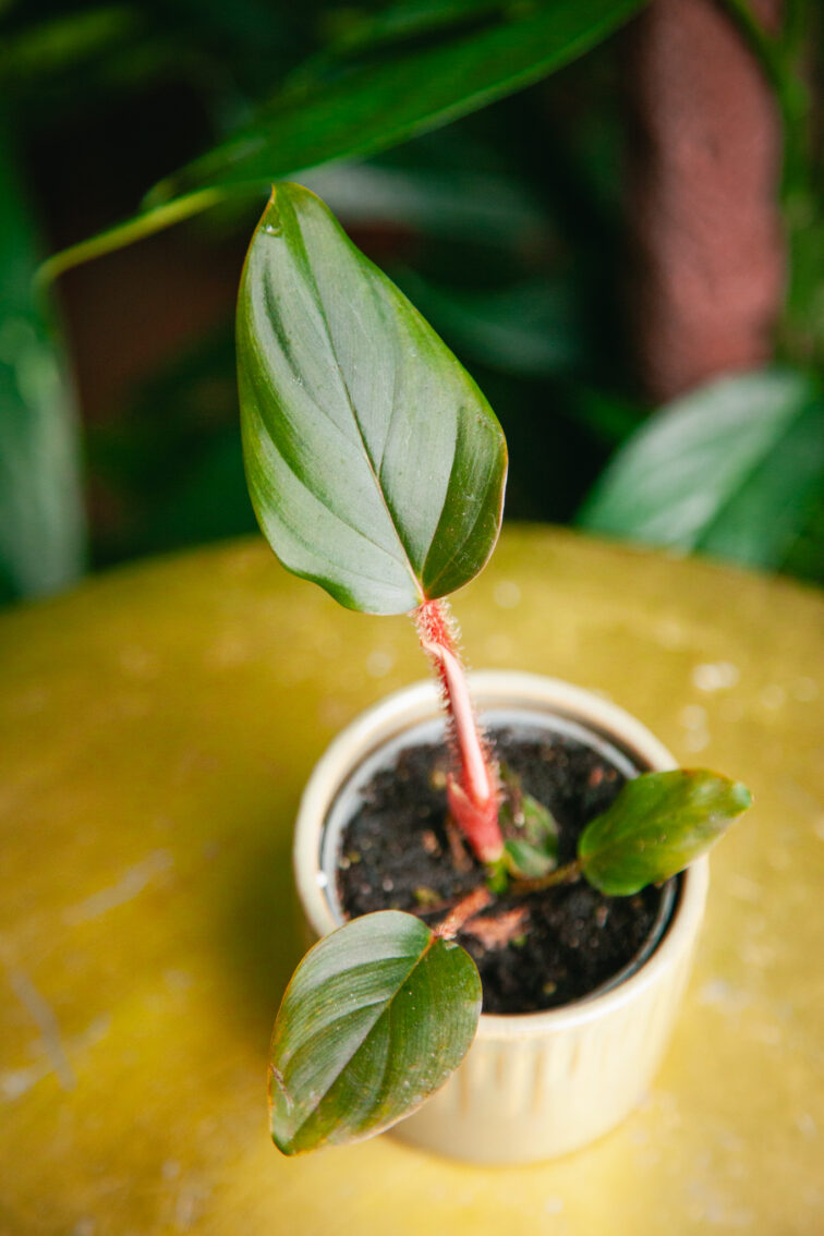 philodendron-squamiferum-serpens_6x12-1_1731753638.jpg Zdjęcie rosliny doniczkowej Philodendron squamiferum serpens, ujęcie 1