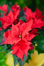 Zdjęcie rosliny doniczkowej Poinsettia pulcherima Kayla Red (Gwiazda Betlejemska), ujęcie 1