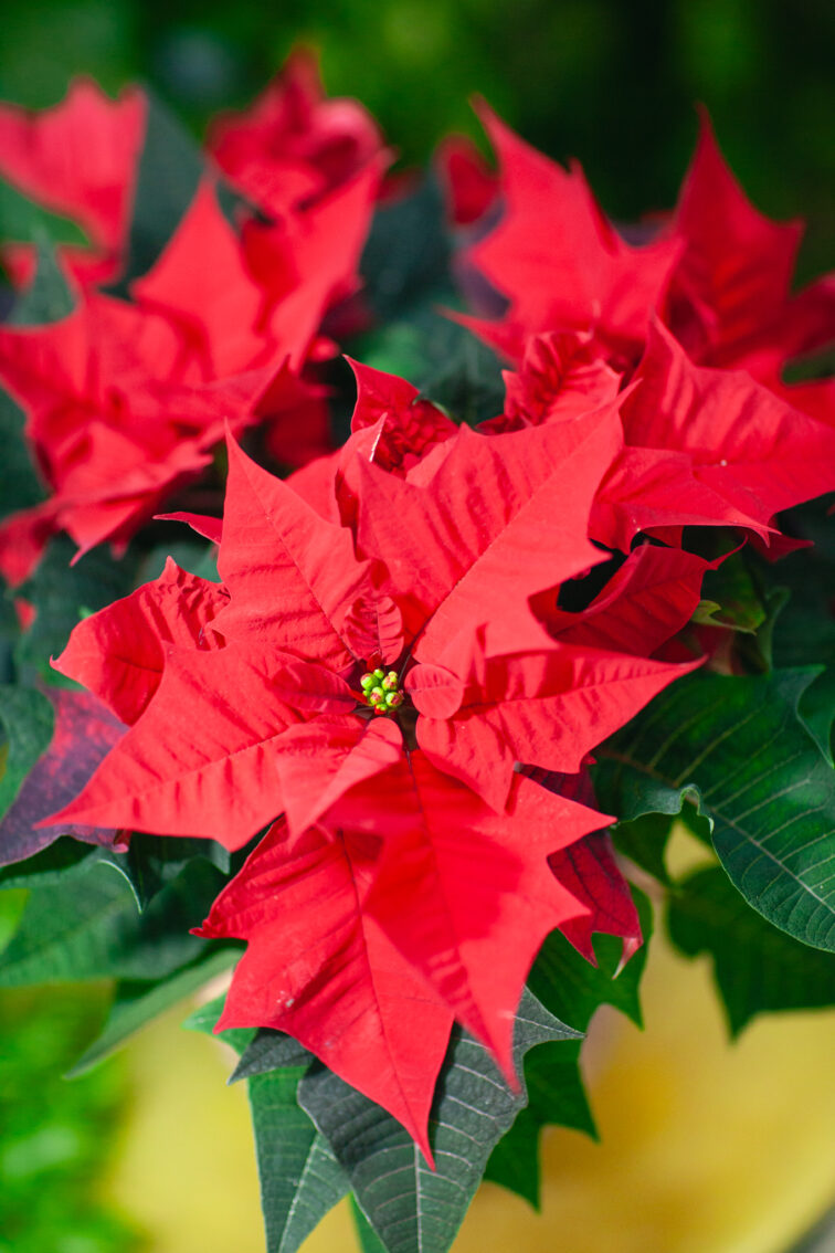 poinsettia-pulcherima-kayla-red_13x30-1_1731749723.jpg Zdjęcie rosliny doniczkowej Poinsettia pulcherima Kayla Red (Gwiazda Betlejemska), ujęcie 1