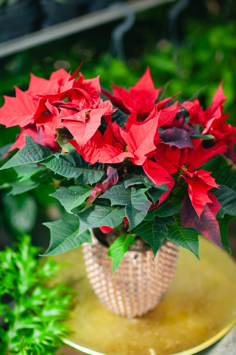 Zdjęcie rosliny doniczkowej Poinsettia pulcherima Kayla Red (Gwiazda Betlejemska), ujęcie 2