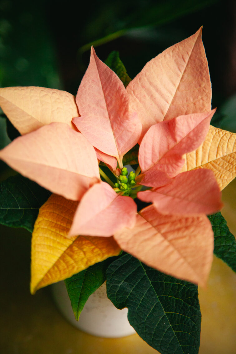 poinsettia-pulcherrima-autumn-leaves_6x12-1_1731750986.jpg Zdjęcie rosliny doniczkowej Poinsettia pulcherrima Autumn Leaves (Gwiazda betlejemska), ujęcie 1