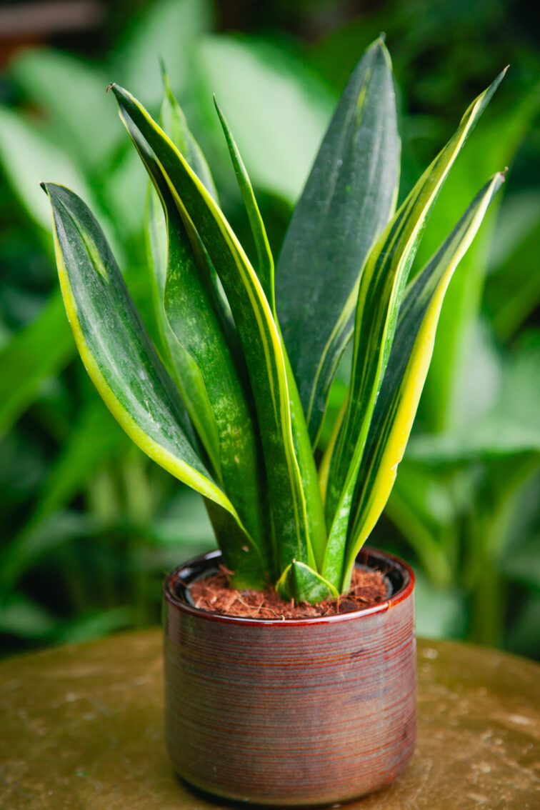 sansevieria-golden-flame_9x28-1_1730544080.jpg Zdjęcie rosliny doniczkowej Sansevieria Golden Flame, ujęcie 1
