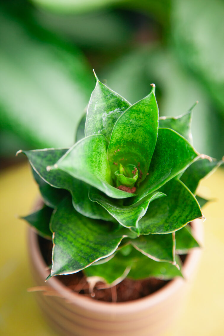 Zdjęcie rosliny doniczkowej Sansevieria Mahanakorn, ujęcie 1