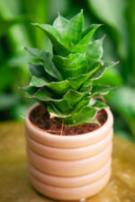 Zdjęcie rosliny doniczkowej Sansevieria Mahanakorn, ujęcie 2