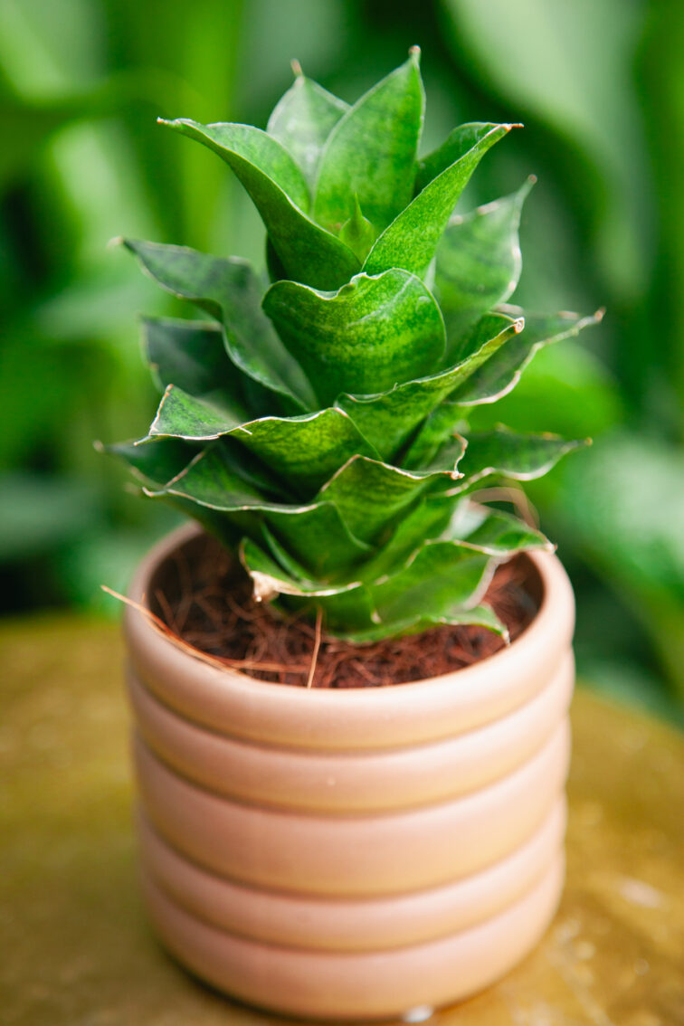 Zdjęcie rosliny doniczkowej Sansevieria Mahanakorn, ujęcie 2