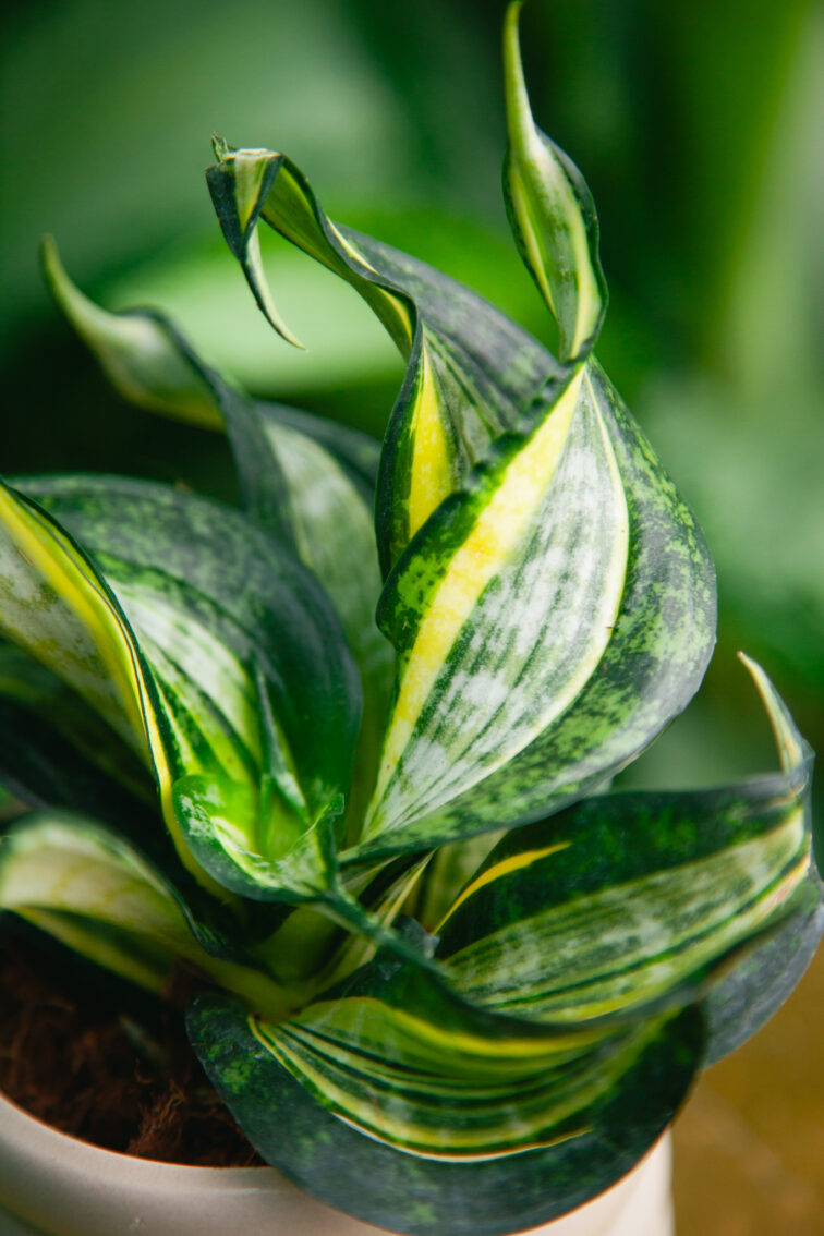 sansevieria-trif.-hahnii-curly-spriral_9x16-1_1730542380.jpg Zdjęcie rosliny doniczkowej Sansevieria trifasciata Hahnii Curly Spiral, ujęcie 1