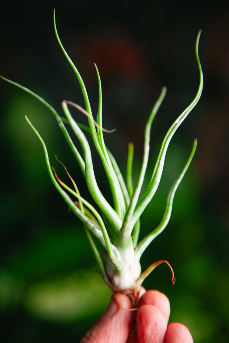 tillandsia-bulbosa_10x15-1_1731750442.jpg Zdjęcie rosliny doniczkowej Tillandsia bulbosa, ujęcie 1