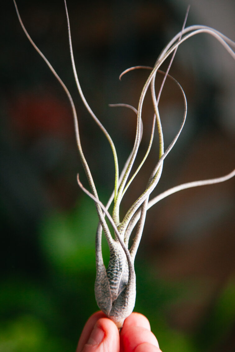 tillandsia-butzii_6x15-1_1731750460.jpg Zdjęcie rosliny doniczkowej Tillandsia Butzii, ujęcie 1