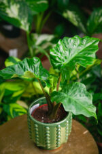 Zdjęcie rosliny doniczkowej Alocasia Low Rider, ujęcie 2