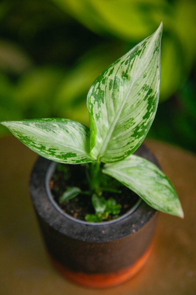 diffenbachia-tropic-snow_6x15-1_1733565910.jpg Zdjęcie rosliny doniczkowej Dieffenbachia Tropic Snow, ujęcie 1