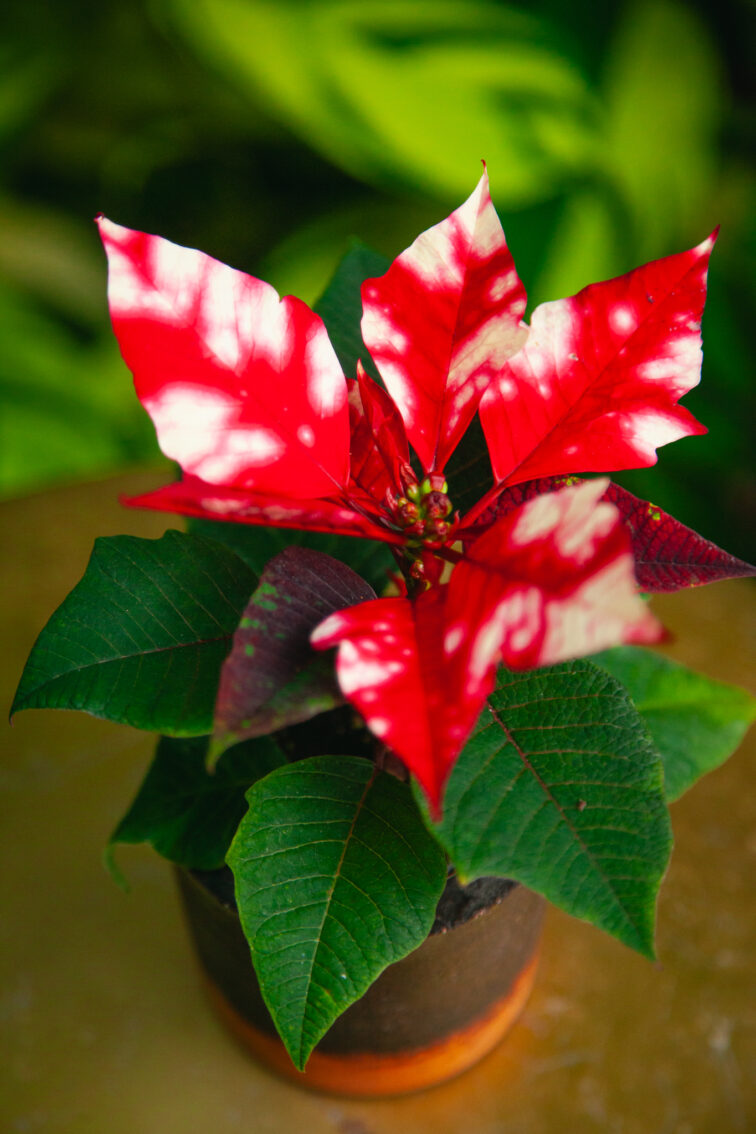 euphorbia-pulcherrima-fantasy-star_6x15-1_1733565800.jpg Zdjęcie rosliny doniczkowej Euphorbia pulcherrima Fantasy Star, ujęcie 1