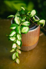 Zdjęcie rosliny doniczkowej Hoya Heuskeliana (woskownica) Variegata, ujęcie 2