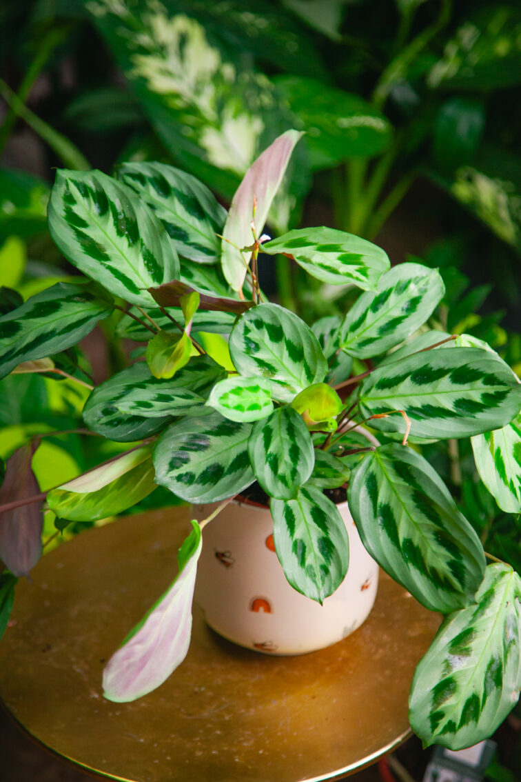 maranta-cristata-intense_14x20-1_1733565470.jpg Zdjęcie rosliny doniczkowej Maranta cristata Intense, ujęcie 1