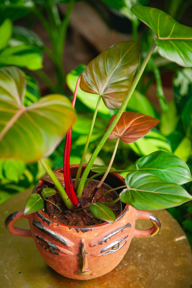philodendron-summer-glory_14x35-1_1733566793.jpg Zdjęcie rosliny doniczkowej Philodendron Summer Glory, ujęcie 1