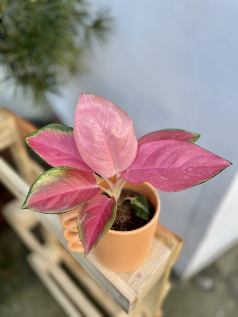 aglaonema-hawkeye_9x15-1_1737124917.jpg Zdjęcie rosliny doniczkowej Aglaonema Hawkeye, ujęcie 1