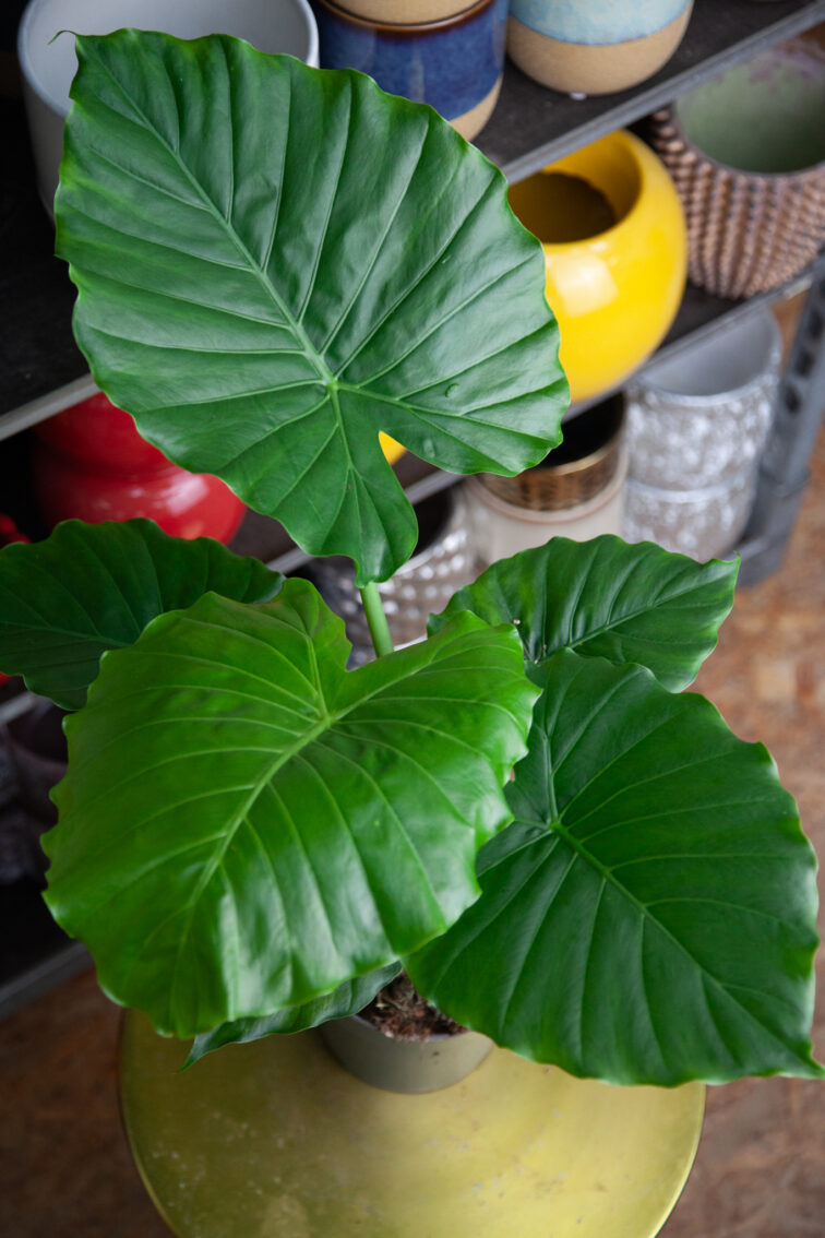 alocasia-gageana-california_17x50-1_1737798573.jpg Zdjęcie rosliny doniczkowej Alocasia gageana California, ujęcie 1