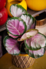 Zdjęcie rosliny doniczkowej Calathea roseopicta Rosy (Kalatea), ujęcie 1