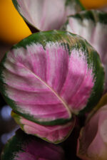 Zdjęcie rosliny doniczkowej Calathea roseopicta Rosy (Kalatea), ujęcie 2