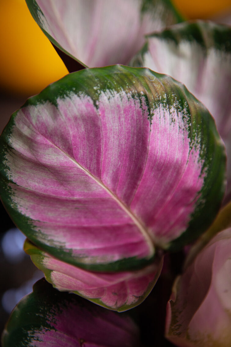Zdjęcie rosliny doniczkowej Calathea roseopicta Rosy (Kalatea), ujęcie 2