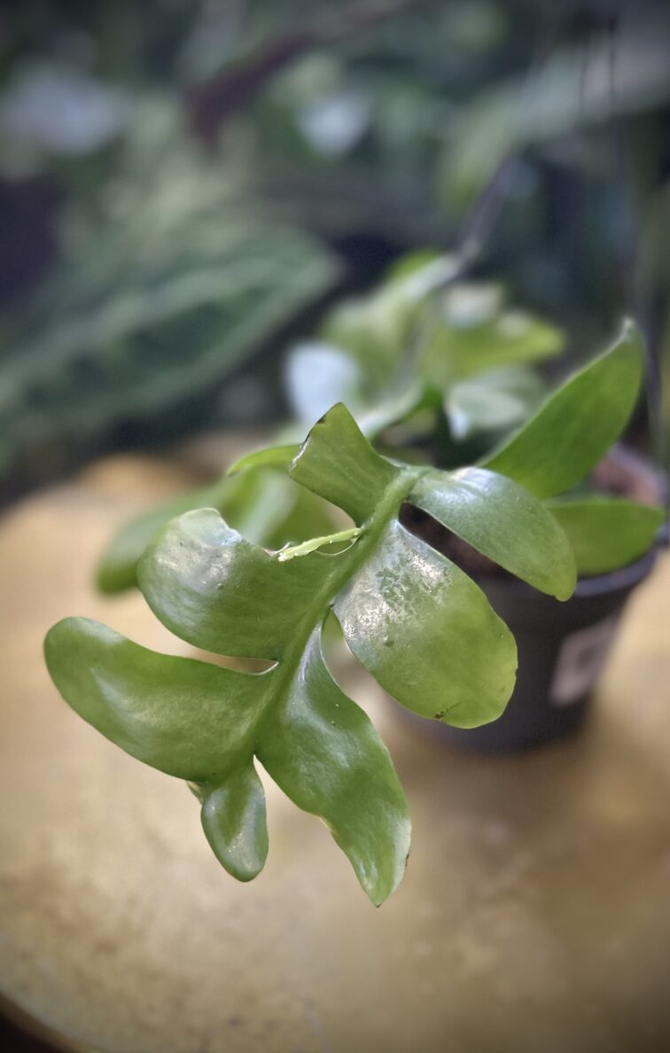 Zdjęcie rosliny doniczkowej Epiphyllum chrysocardium, ujęcie 2