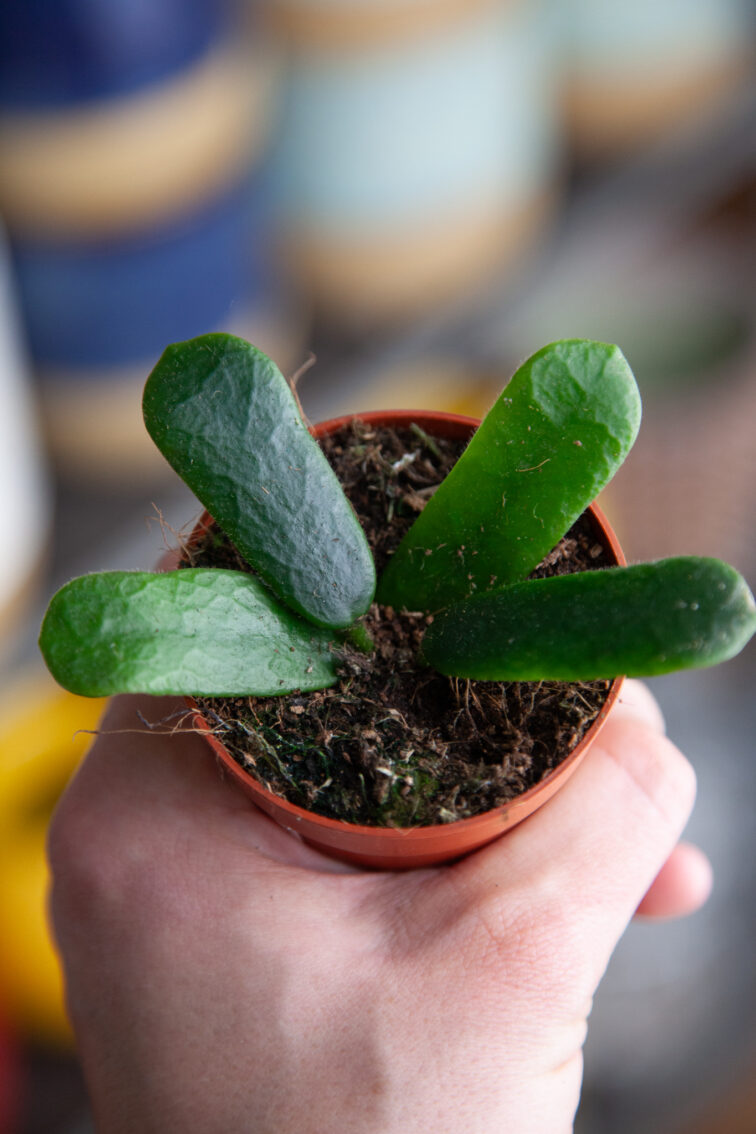 Zdjęcie rosliny doniczkowej Hoya rotundiflora, ujęcie 1