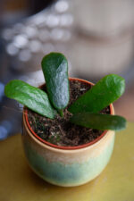 Zdjęcie rosliny doniczkowej Hoya rotundiflora, ujęcie 2