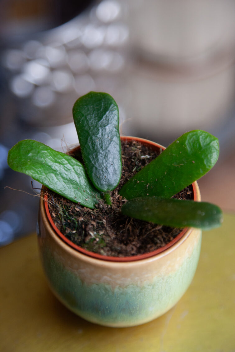 Zdjęcie rosliny doniczkowej Hoya rotundiflora, ujęcie 2
