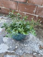Zdjęcie rosliny doniczkowej Jasminum polyanthum (Jaśmin), ujęcie 1