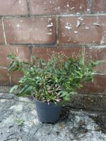 Zdjęcie rosliny doniczkowej Jasminum polyanthum (Jaśmin), ujęcie 2