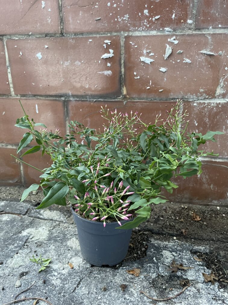 Zdjęcie rosliny doniczkowej Jasminum polyanthum (Jaśmin), ujęcie 2