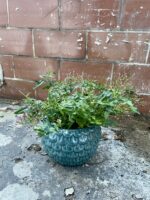 Zdjęcie rosliny doniczkowej Jasminum polyanthum (Jaśmin), ujęcie 3