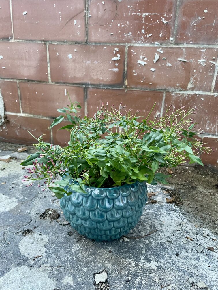Zdjęcie rosliny doniczkowej Jasminum polyanthum (Jaśmin), ujęcie 3