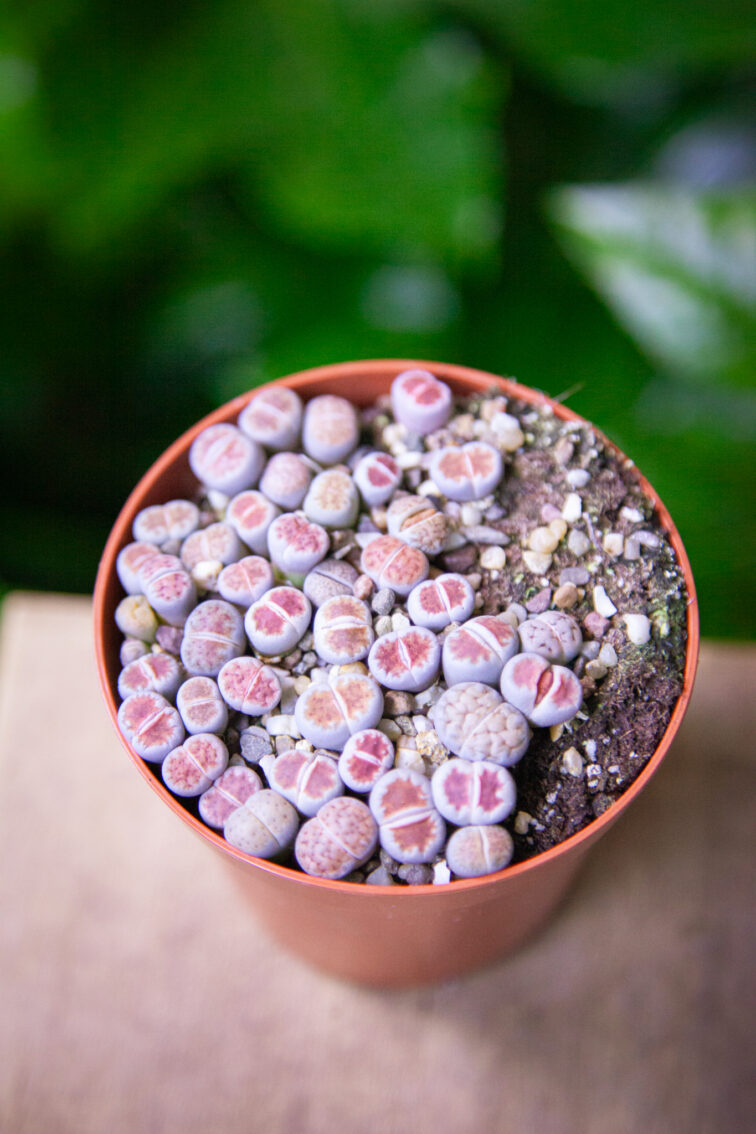 lithops_8x12-1_1736589480.jpg Zdjęcie rosliny doniczkowej Lithops, ujęcie 1
