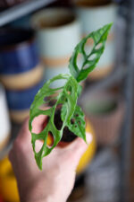 Zdjęcie rosliny doniczkowej Monstera obliqua Peru, ujęcie 1